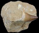 Mosasaur (Prognathodon) Tooth In Rock - Nice Tooth #60169-1
